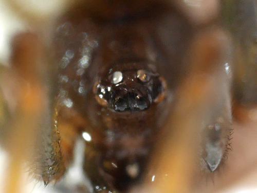 Steatoda bipunctata